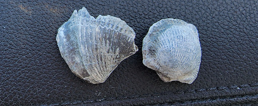 Nature Preserve «Penn Dixie Fossil Park & Nature Reserve», reviews and photos, 4050 North St, Blasdell, NY 14219, USA