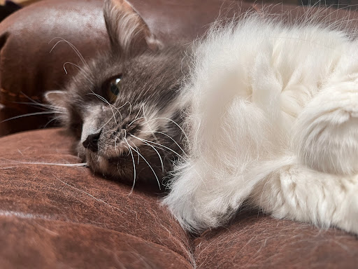 Pet Supply Store «Largo Feed & Garden Supply Inc», reviews and photos, 210 W Bay Dr, Largo, FL 33770, USA