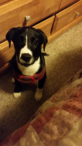 Pet Supply Store «Petco Animal Supplies», reviews and photos, 1619 SE Ensign Ln, Warrenton, OR 97146, USA