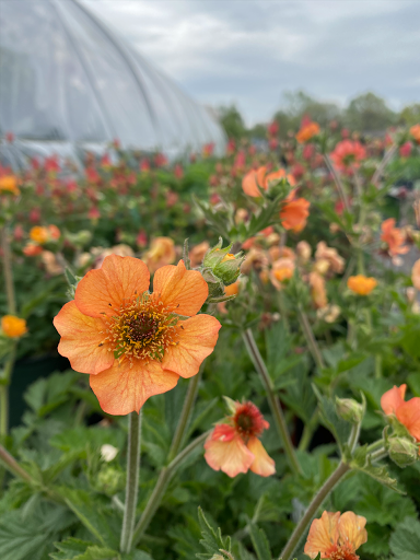 Farm «Dreyer Farms», reviews and photos, 831 Springfield Ave, Cranford, NJ 07016, USA