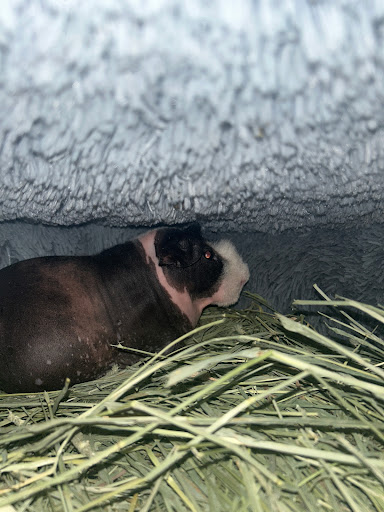 Veterinary Emergency Group image