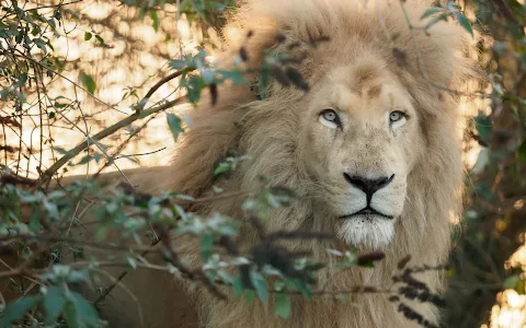 Wildheart Animal Sanctuary, Isle of Wight image