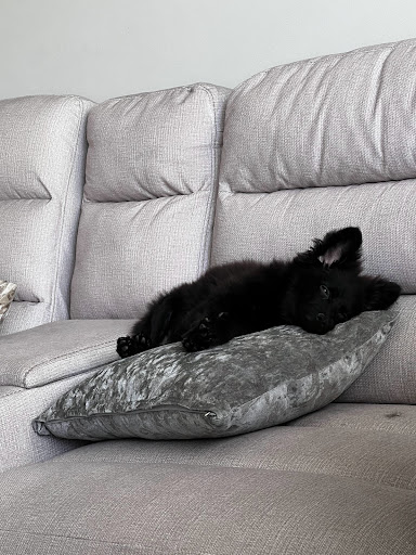 Pet Store «Tri-Creek Kennels», reviews and photos, 5641 US-129, Pendergrass, GA 30567, USA