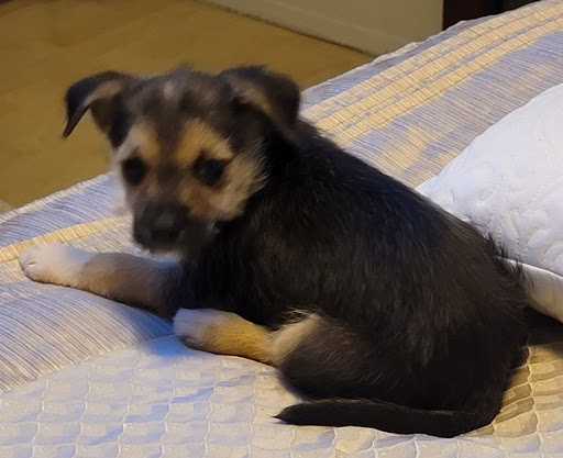 Pet Supply Store «Petco Animal Supplies», reviews and photos, 1142 Broadway, Chula Vista, CA 91911, USA