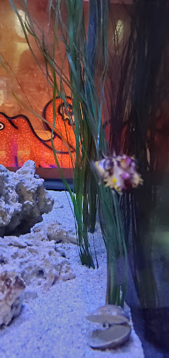 Museum «Bailey-Matthews Shell Museum», reviews and photos, 3075 Sanibel Captiva Rd, Sanibel, FL 33957, USA