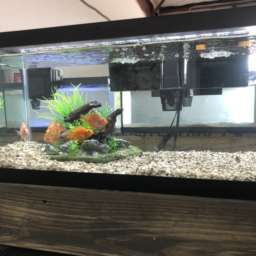 Pet Store «Land And Sea Exotic Pets», reviews and photos, 785 Seaboard Dr Ste 202, Dallas, GA 30132, USA