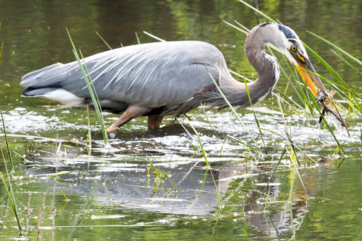 Nature Preserve «Cosumnes River Preserve», reviews and photos, 13501 Franklin Blvd, Galt, CA 95632, USA