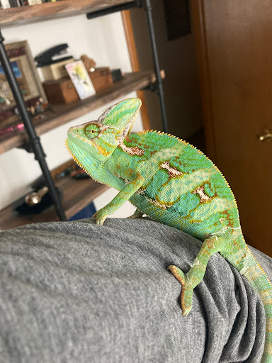 Pet Supply Store «Petco Animal Supplies», reviews and photos, 12444 NW 10th St #301, Yukon, OK 73099, USA