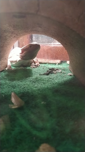 Pet Supply Store «Pet Supermarket», reviews and photos, 7822 Gall Blvd, Zephyrhills, FL 33541, USA