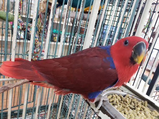 Pet Store «Louis Birds Pets & Supplies», reviews and photos, 80 Keyes St, San Jose, CA 95122, USA