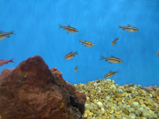 Pet Supply Store «Petco Animal Supplies», reviews and photos, 110 Percival Rd, Columbia, SC 29206, USA