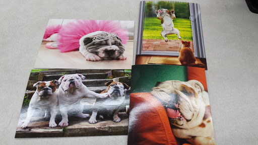 Pet Supply Store «Pet Supplies Plus», reviews and photos, 1856 Hendersonville Rd a, Asheville, NC 28803, USA