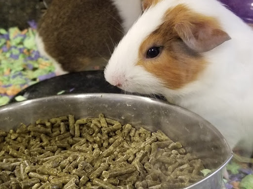 Pet Supply Store «PetSmart», reviews and photos, 620 N West End Blvd, Quakertown, PA 18951, USA