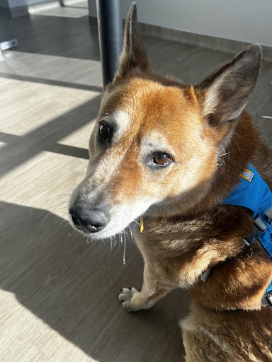 Pet Dental USA image