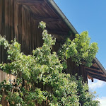 Photo n°1 de l'avis de Egalaml.n fait le 04/05/2024 à 19:51 sur le  Dirneckers Hofcafe à Eiselfing