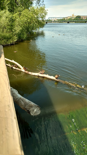 Tourist Attraction «Fish Ladder Park Grand Rapids», reviews and photos, 560 Front Ave NW, Grand Rapids, MI 49504, USA