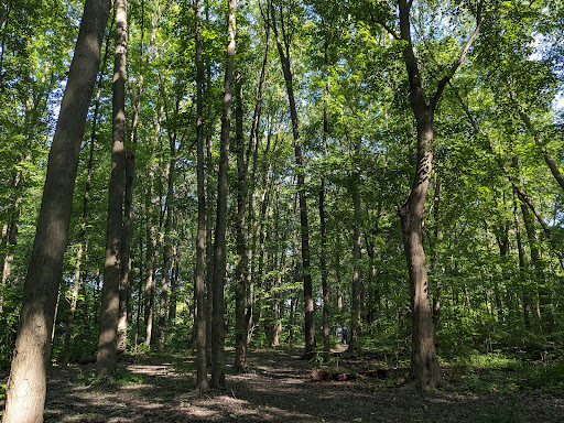 Forest Park