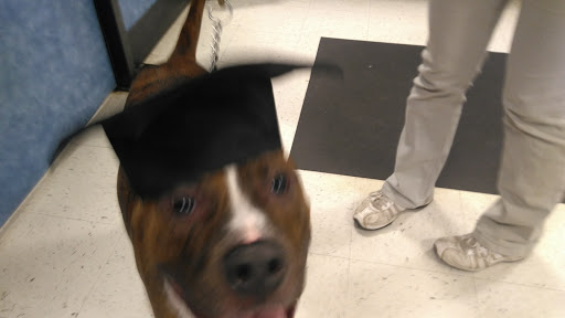 Pet Supply Store «PetSmart», reviews and photos, 7355 Market Pl Dr, Aurora, OH 44202, USA