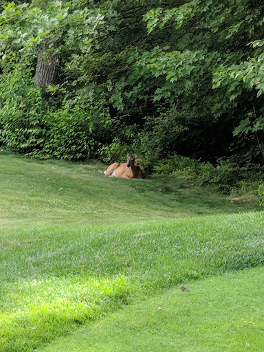 Public Golf Course «Blissful Meadows», reviews and photos, 801 Chocolog Rd, Uxbridge, MA 01569, USA
