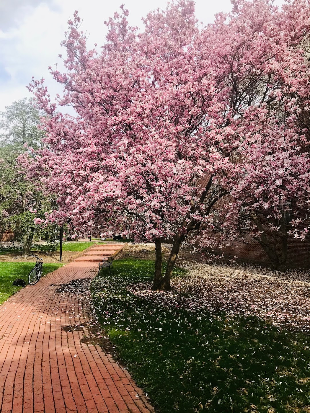 Branscomb Quad