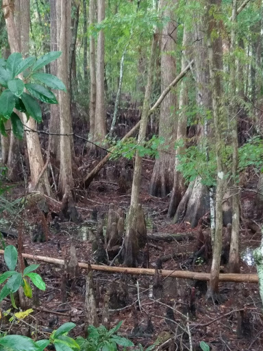 Golf Club «Summertree Golf Club», reviews and photos, 11816 Paradise Point Way, New Port Richey, FL 34654, USA