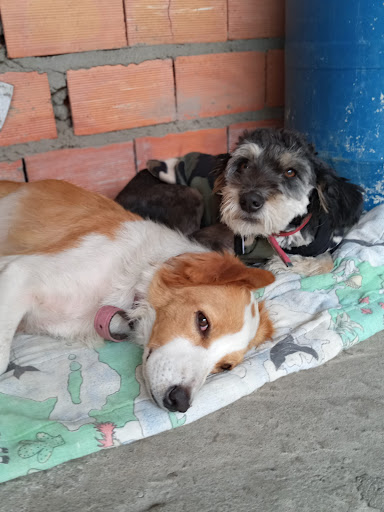 Clínica Veterinária Popular Vira-Lata em Suzano - SP