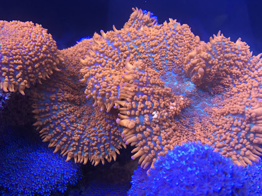 Pet Store «Corals and Fins», reviews and photos, 5011 W Hillsborough Ave, Tampa, FL 33634, USA