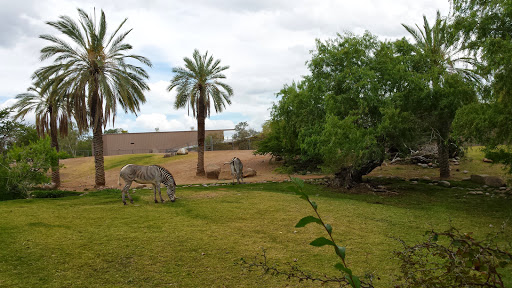 Zoo «Phoenix Zoo», reviews and photos, 455 N Galvin Pkwy, Phoenix, AZ 85008, USA
