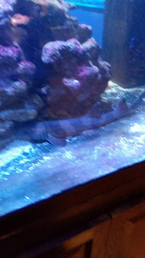 Pet Supply Store «Aquariums and Reptiles», reviews and photos, 11400 S Cleveland Ave, Fort Myers, FL 33907, USA