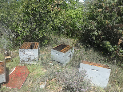 Miel César à Forcalquier