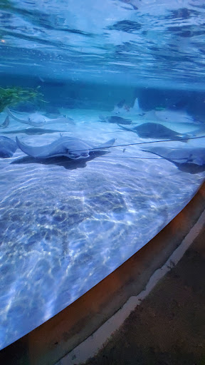 Aquarium «SEA LIFE Minnesota Aquarium», reviews and photos, 120 E Broadway, Bloomington, MN 55425, USA