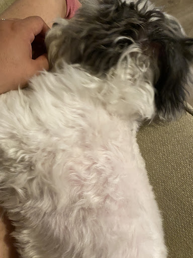 Pet Supply Store «PetSmart», reviews and photos, 2477 Naglee Rd, Tracy, CA 95304, USA