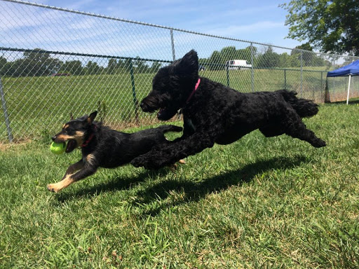 Pet Palace, 2803 Trough Springs Rd, Clarksville, TN 37043, USA, 