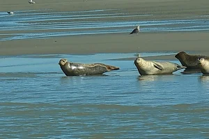 Zeehondensafari & Rondvaart Zeeland image