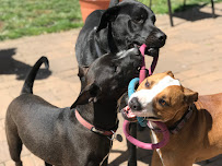 Canine Excellence - Photo 4 - Car repair in Petaluma, CA, Santa Rosa