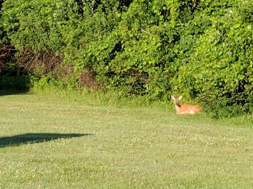 Park «Algonac State Park», reviews and photos, 8732 N River Rd, Marine City, MI 48039, USA