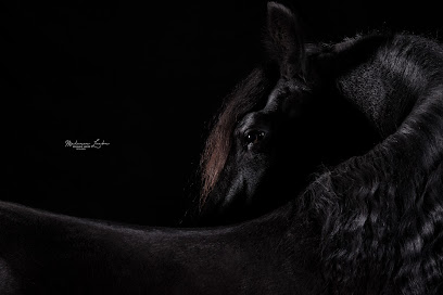 Melanie Laebe | Pferdefotografie | Hundefotografie | Familien & Paarfotografie