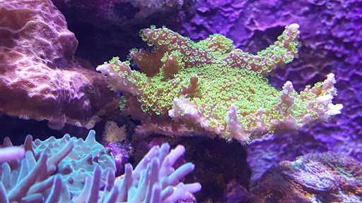 Pet Store «Ark Pet Shop», reviews and photos, 2400 W Lincoln Hwy, Merrillville, IN 46410, USA