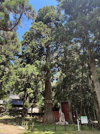 神渕神社の大スギ