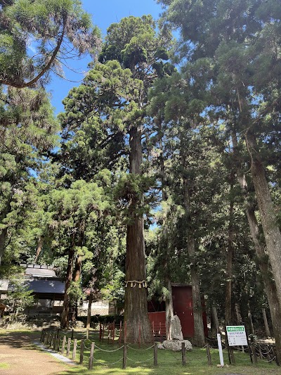 神渕神社の大スギ