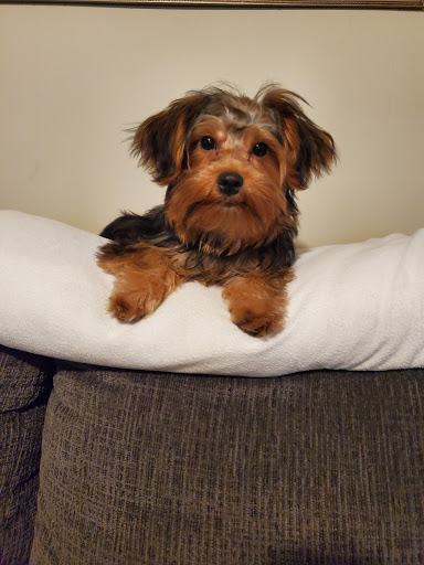 Pet Supply Store «PetSmart», reviews and photos, 198 Promenade Blvd, Flowood, MS 39232, USA