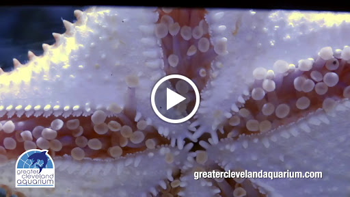 Aquarium «Greater Cleveland Aquarium», reviews and photos, 2000 Sycamore St, Cleveland, OH 44113, USA