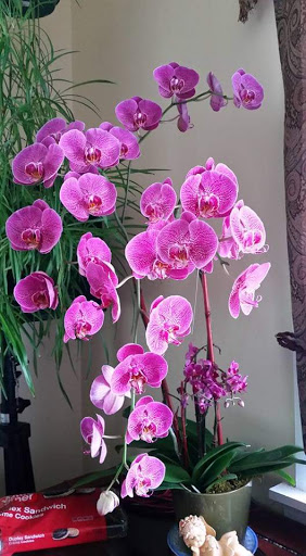 Discount Store «Dollar General», reviews and photos, 178 N Franklin St, Cochranton, PA 16314, USA