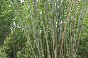 Bamboo Plantation - Kerala Forest Research Institute KFRI image