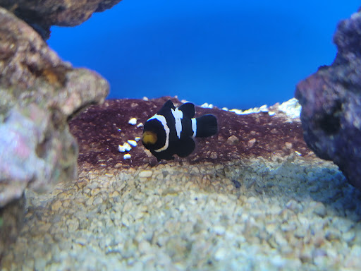 Pet Supply Store «Petco Animal Supplies», reviews and photos, 3537 Washtenaw Ave, Ann Arbor, MI 48104, USA