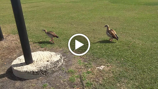 Park «Miramar Regional Park», reviews and photos, 16801 Miramar Pkwy, Miramar, FL 33027, USA