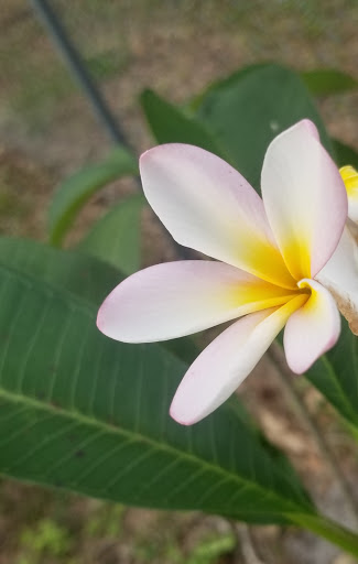 Recreation Center «Jackson Springs Recreation Center», reviews and photos, 8620 Jackson Springs Rd, Tampa, FL 33615, USA