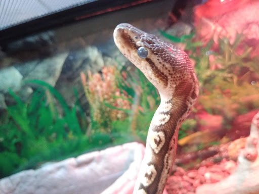 Pet Supply Store «Pet Station Jackson», reviews and photos, 1617 E Michigan Ave, Jackson, MI 49202, USA