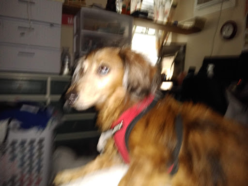 Pet Supply Store «Pet Supply Center», reviews and photos, 3558 Webber St, Sarasota, FL 34239, USA