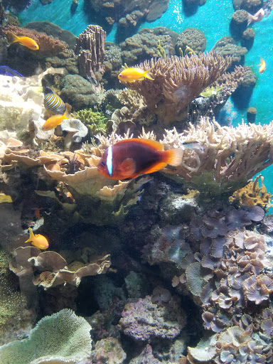 Zoo «Habitat Africa! The Forest», reviews and photos, 3300 Golf Rd, Brookfield, IL 60513, USA